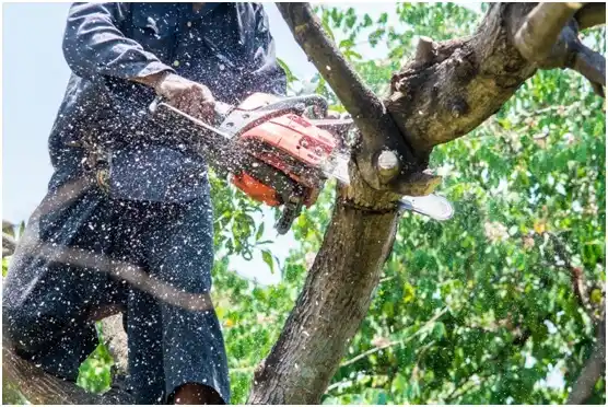 tree services North Pearsall